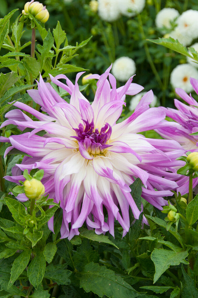 Dahlia Cactus Mingus Randy 1-pakning